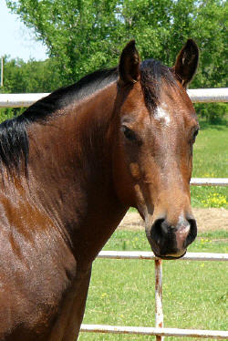 Diablos Stormy Girl